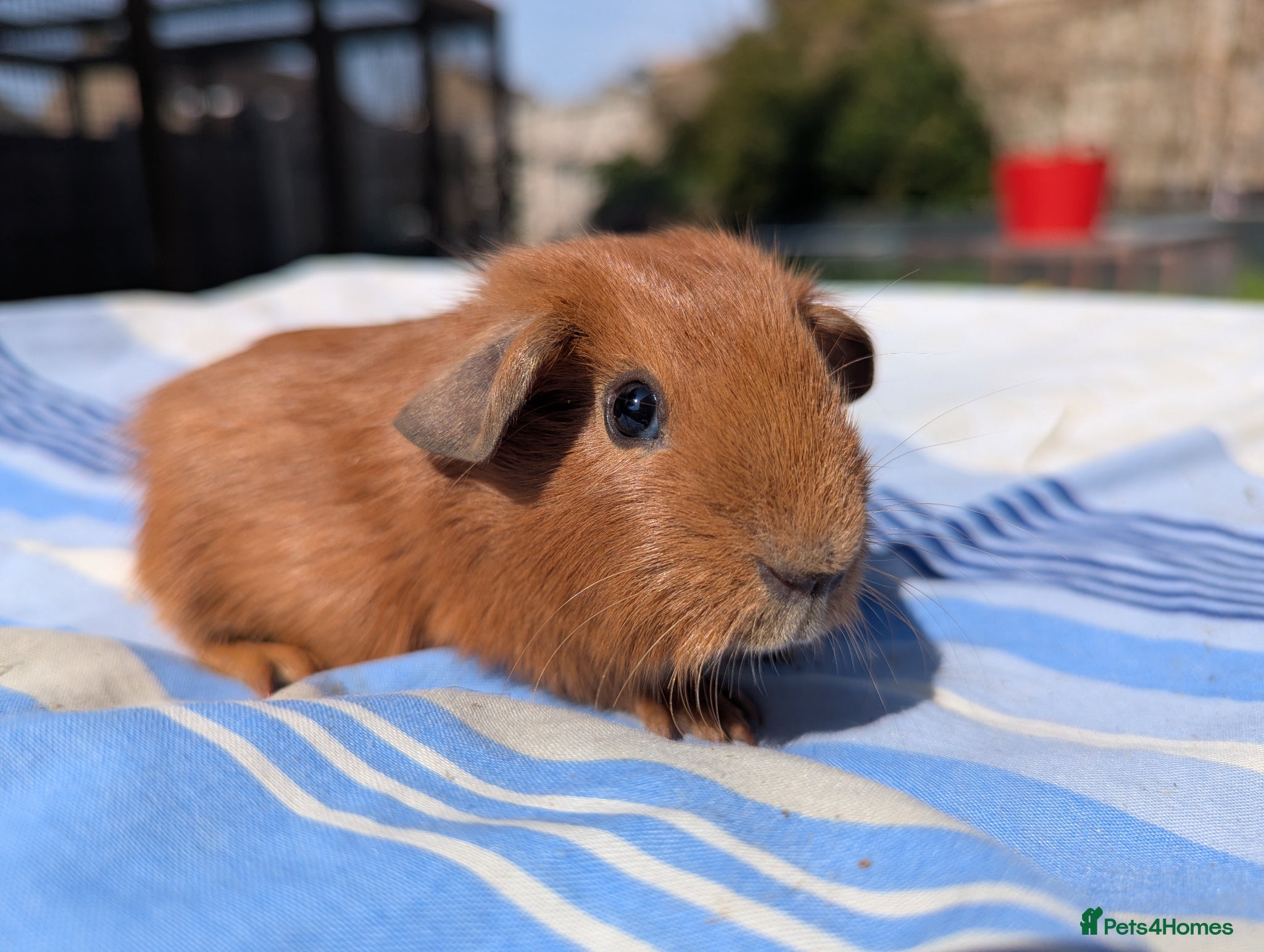 Guinea Pig rodents Baby guinea pigs for sale  - Advert 1