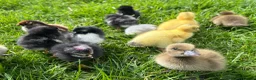 Chickens poultry for sale: 8x Week Old PURE BREED Chicks for sale! - Advert 1