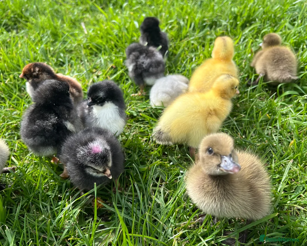 Chickens poultry for sale: 8x Week Old PURE BREED Chicks for sale! - Advert 1