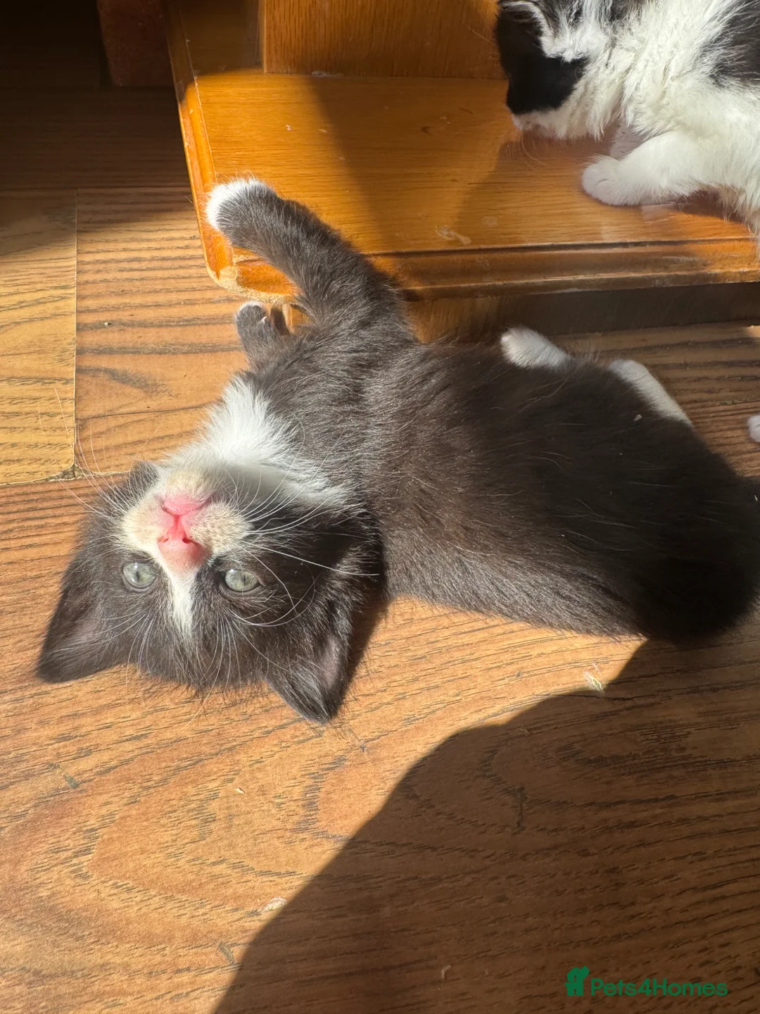 Mixed Breed cats for sale: 2 male kittens  - Advert 2