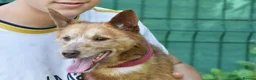 Mixed Breed dogs for adoption: Zorro in Woking - Advert 8