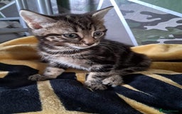 British Shorthair cats for sale: 2 beautiful kittens ready to leave  - Image 3