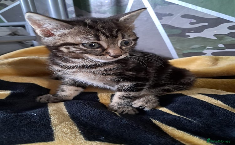 British Shorthair cats for sale - Advert 1