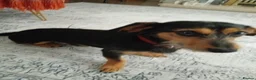 Dachshund dogs for sale: Wirehaired Dauchund  in Sheffield - Advert 4