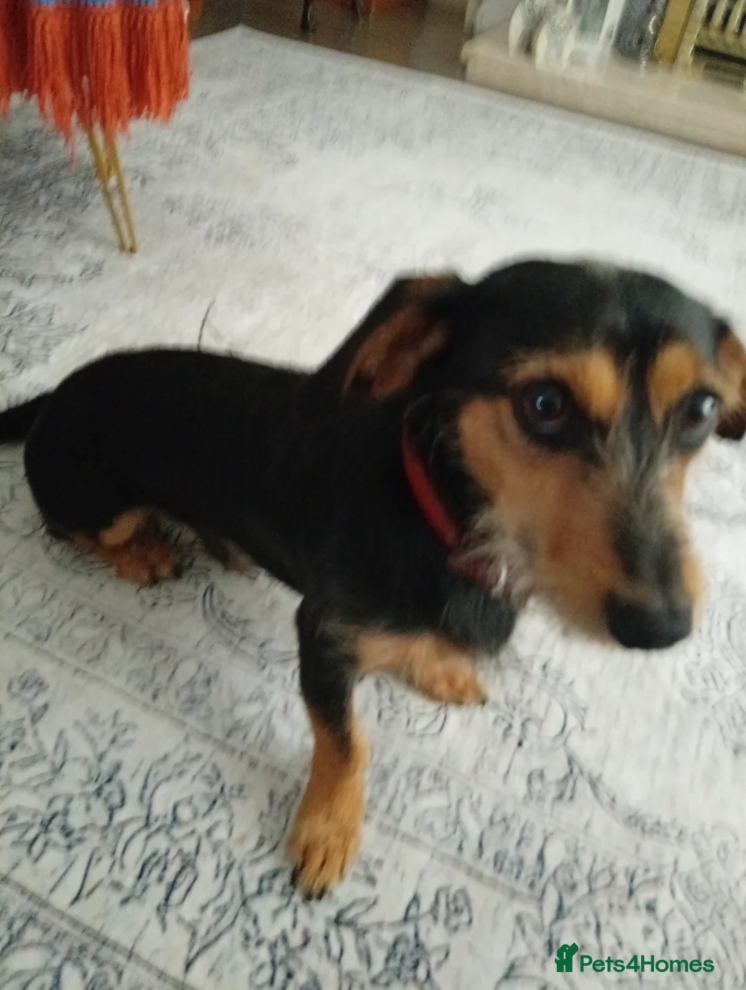 Dachshund dogs for sale: Wirehaired Dauchund  in Sheffield - Advert 4
