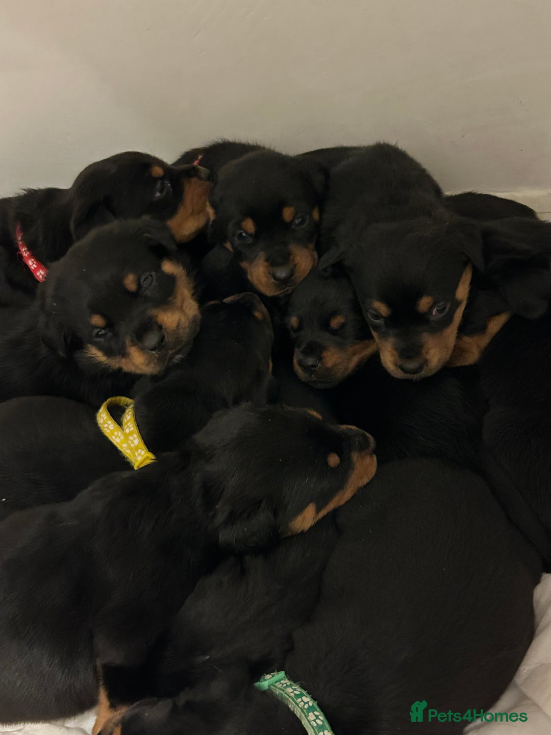 Rottweiler dogs for sale: Ready in 2 weeks bunch of 12 rotwellier puppies  - Advert 23