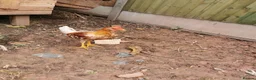 Chickens poultry for sale: Warren x well summer in Hereford - Advert 1