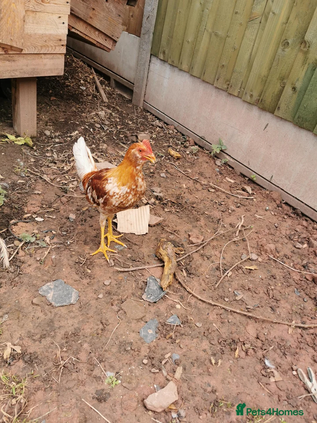 Chickens poultry for sale: Warren x well summer in Hereford - Advert 1