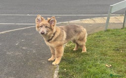 German Shepherd dogs for sale: Beautiful Isabella 10month old female  - Image 1