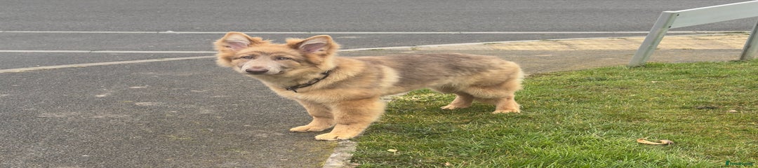 German Shepherd Puppy 1