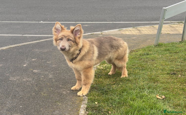 German Shepherd dogs for sale - Advert 3
