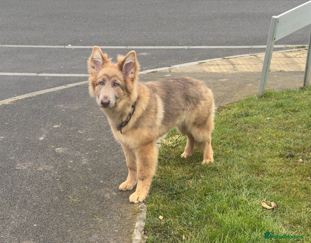 German Shepherd dogs for sale: Beautiful Isabella 10month old female  - Image 1