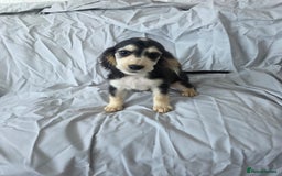 Cocker Spaniel dogs for sale: READY NOW 1/2 show 1/2 working cocker spaniel pups - Image 5