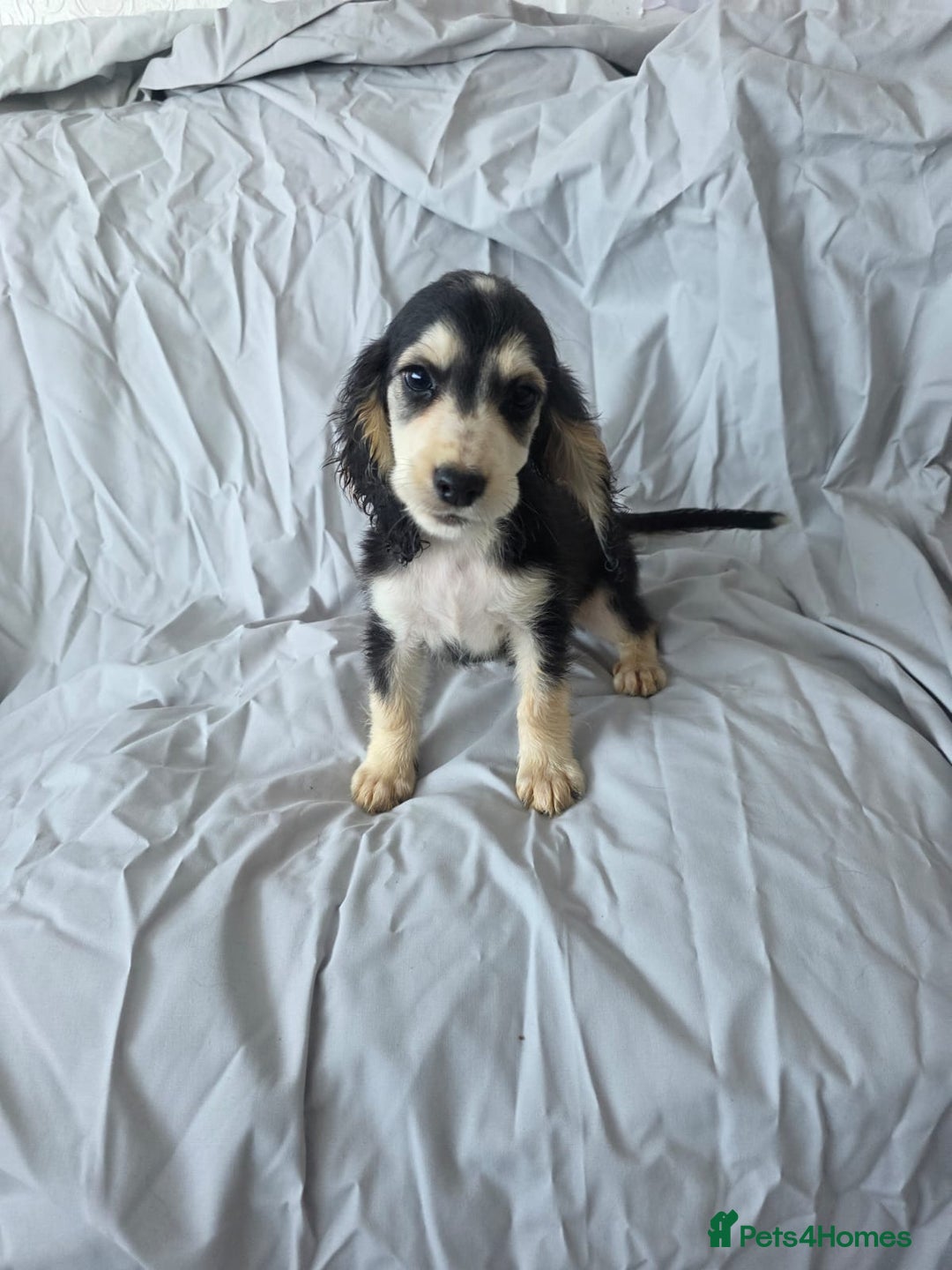 Cocker Spaniel dogs for sale: READY NOW 1/2 show 1/2 working cocker spaniel pups - Image 5