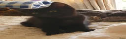 Mixed Breed cats for sale: Beautiful Siamese-cross kittens - Advert 8