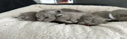 British Shorthair cats for sale: Gorgeous British shorthair kittens  - Advert 12