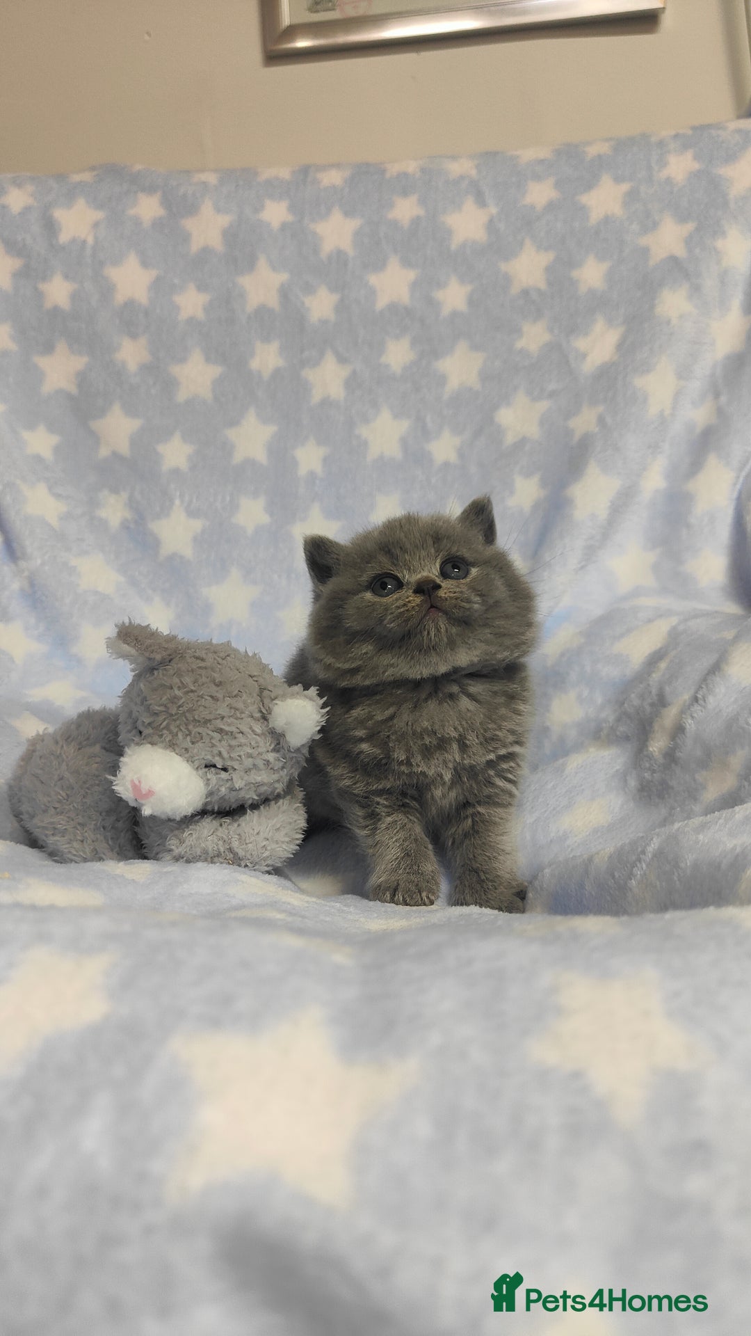 British Shorthair cats for sale: GCCF Registered Chunky British Shorthair Kittens  - Advert 10