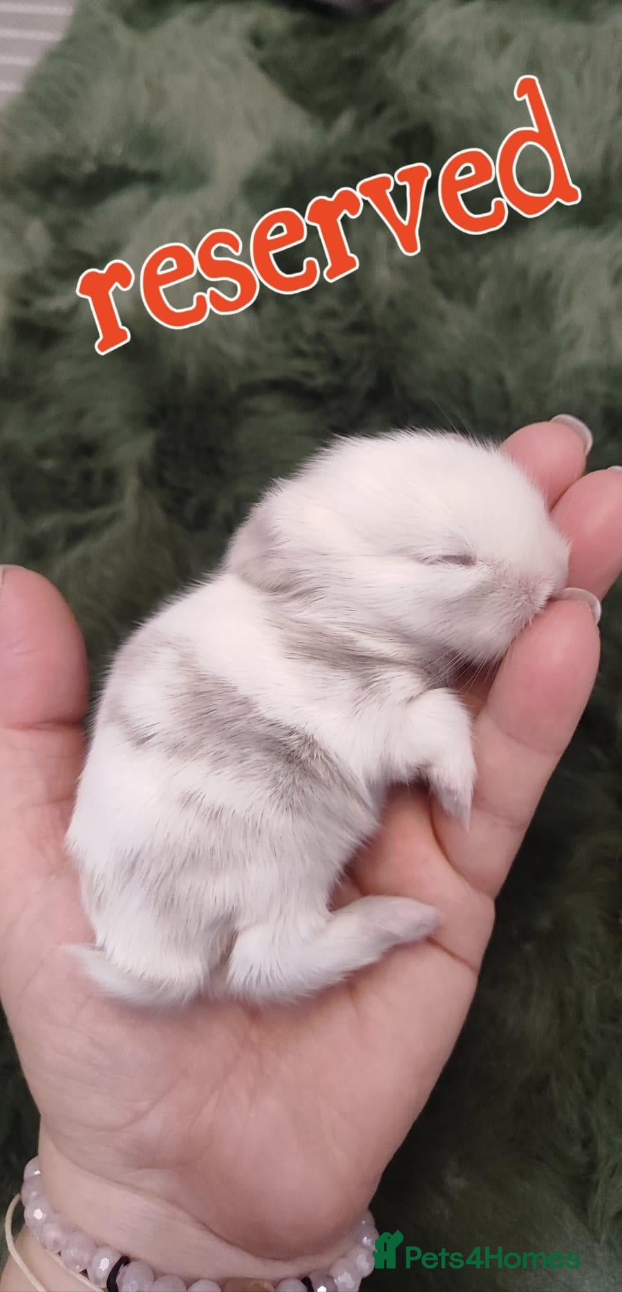 Mini Lop rabbits Mini lop/lion head new arrivals  - Advert 2