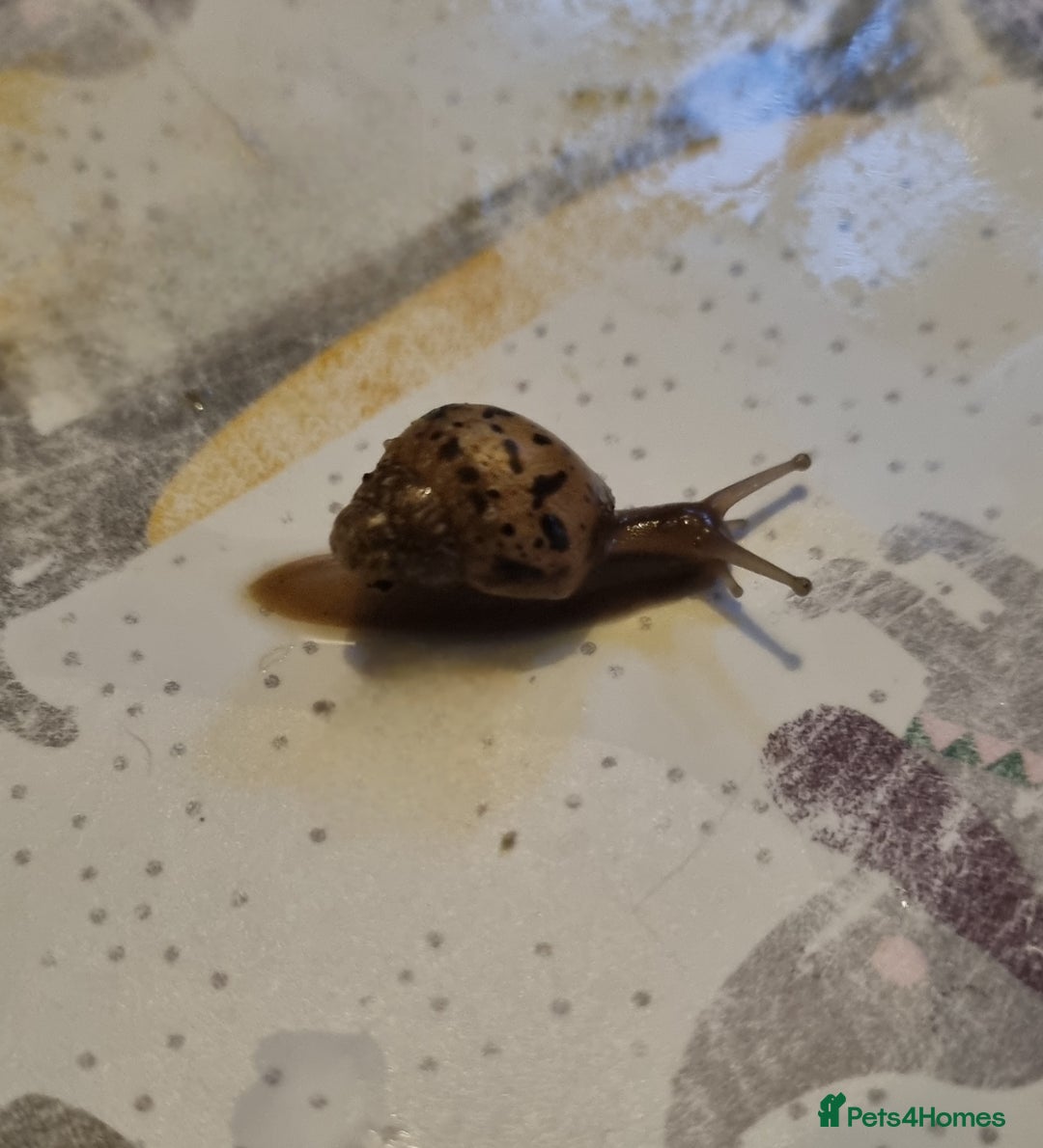 Snails invertebrates for sale: Giant African Land Snail Babies For Sale - Advert 4