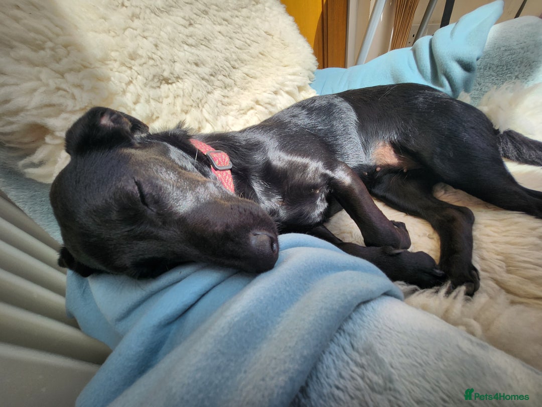 Mixed Breed dogs for sale: Gabby Pattador - Image 2