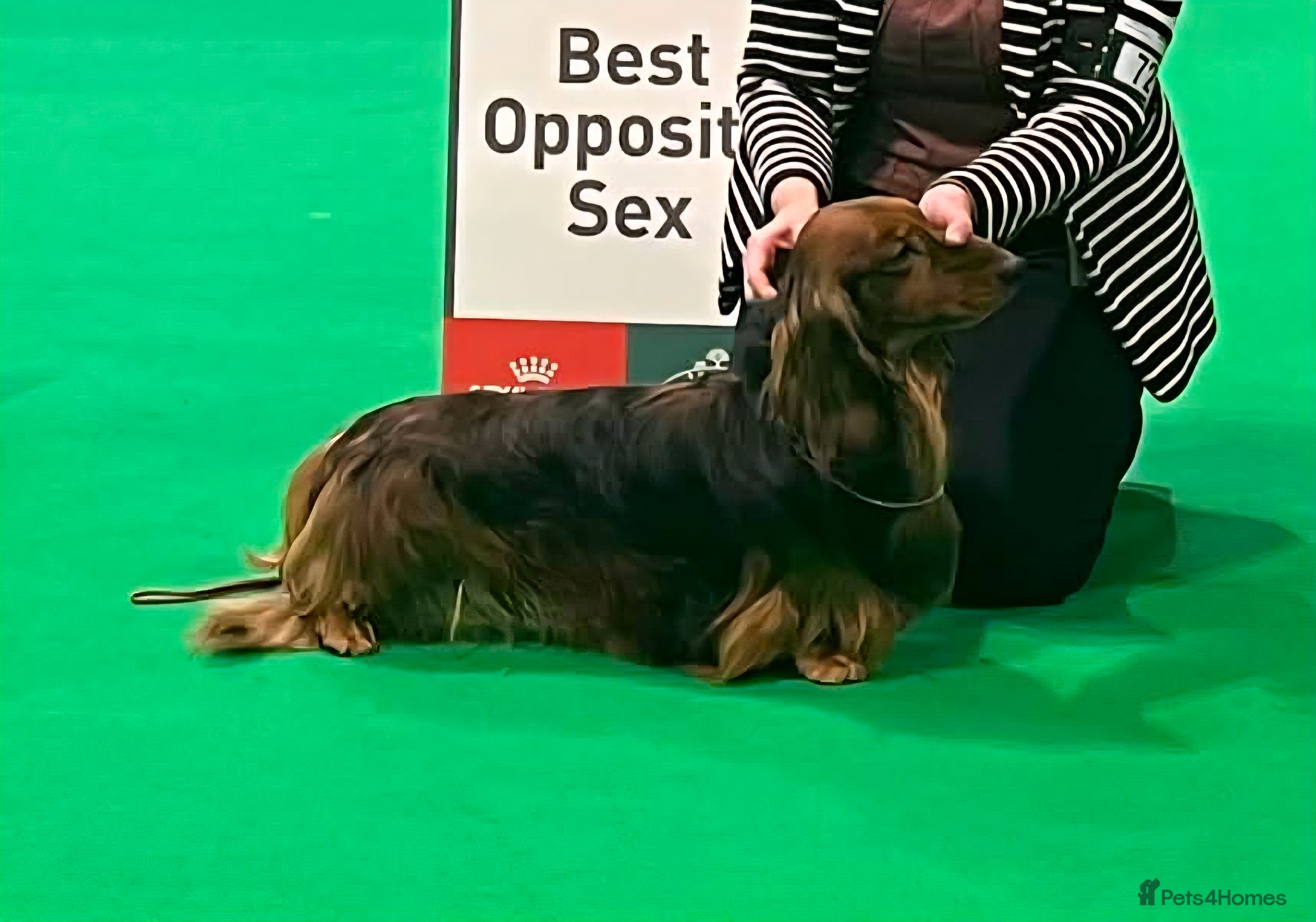 Dachshund dogs for sale: Standard Long Haired Dachshunds - Advert 2