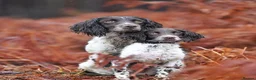 English Springer Spaniel dogs for sale: Excellent quality kc springer spaniel pups  - Advert 16