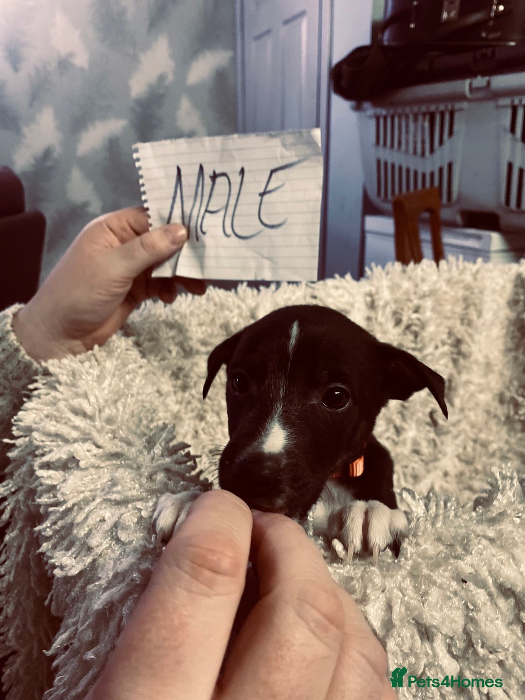 Mixed Breed dogs for sale: Collie lurcher greyhound mix - Advert 3