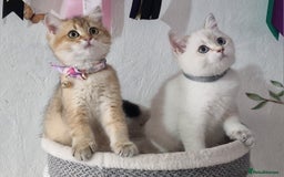 British Shorthair cats for sale: British shorthair kittens Champion parents  - Image 40