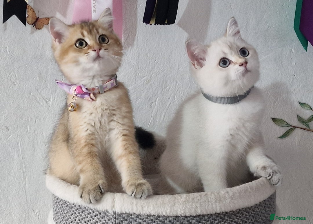 British Shorthair cats for sale: British shorthair kittens Champion parents  - Image 40