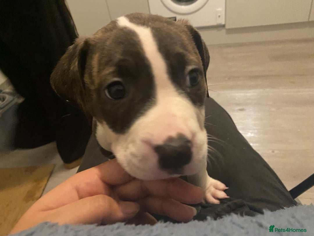Mixed Breed dogs for sale: Scott American Bulldog Cross  - Advert 7