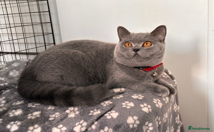 British Shorthair cats in Swanley - Advert 15