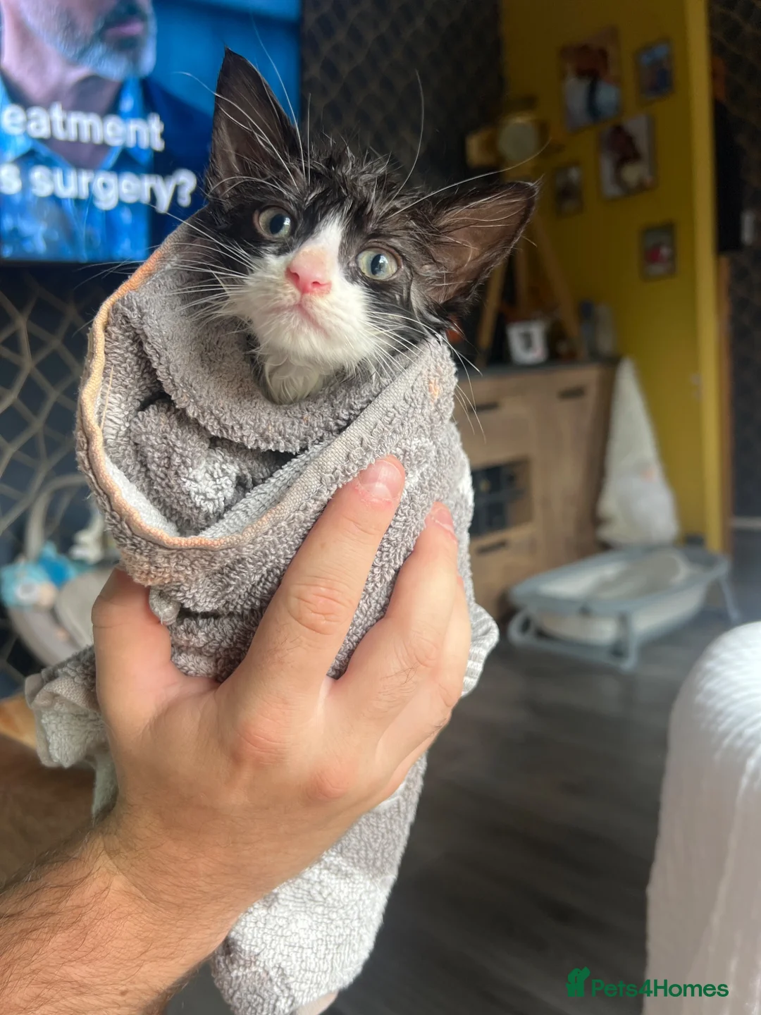 Mixed Breed cats for sale: Female kitten.  - Advert 2