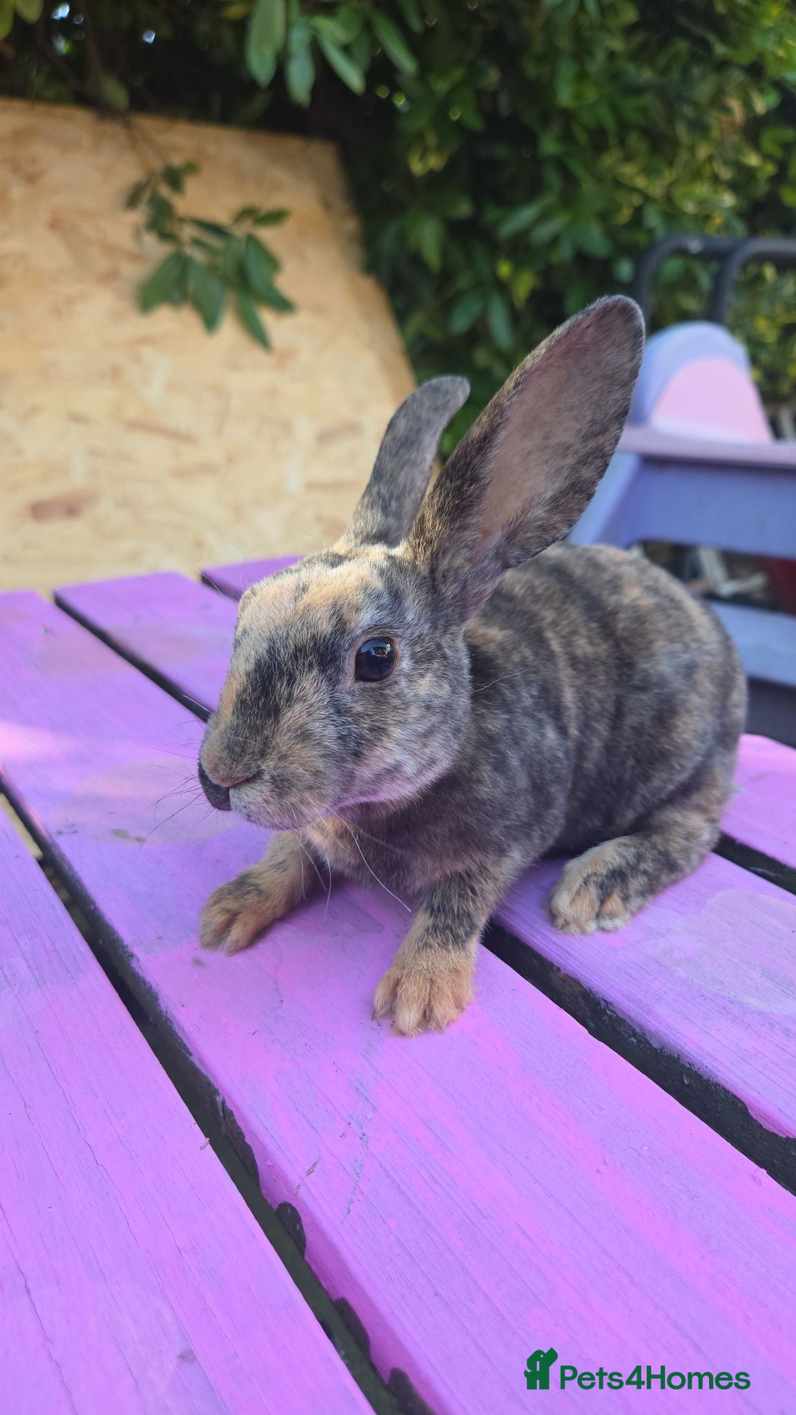 Rex rabbits 🐰Beautiful mini rex babies ready now 🐰 - Advert 3