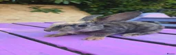 Rex rabbits for sale: 🐰Beautiful mini rex babies ready now 🐰 - Advert 2