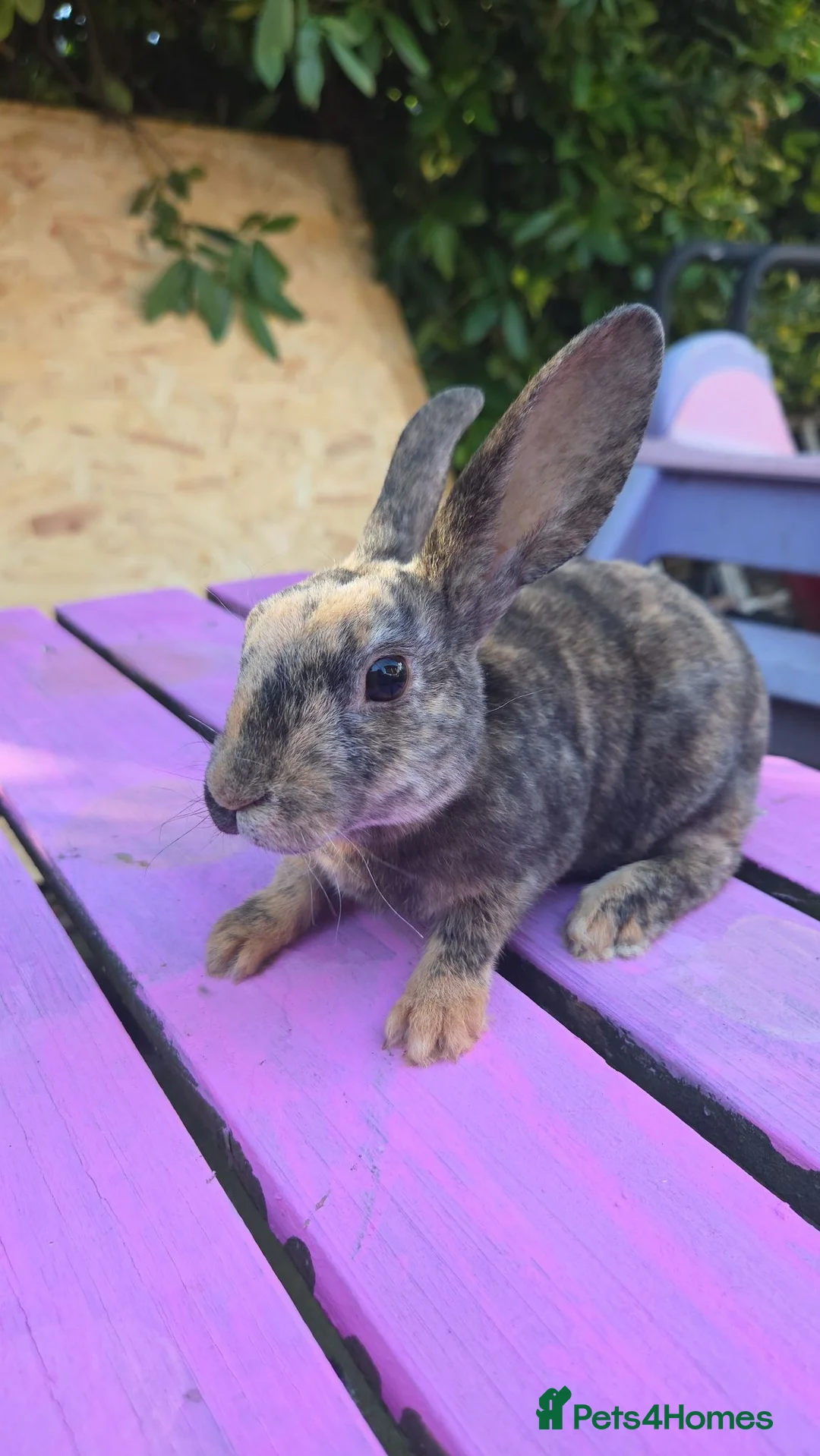 Rex rabbits for sale: 🐰Beautiful mini rex babies ready now 🐰 - Advert 2