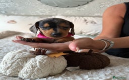 Dachshund dogs for sale: Beautiful litter of Dachshund puppies  - Image 15