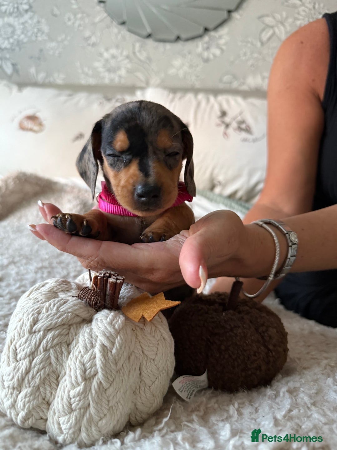 Dachshund dogs for sale: Beautiful litter of Dachshund puppies  - Image 15