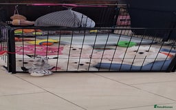 Maltese dogs for sale: Mini Maltese Puppys - Image 15