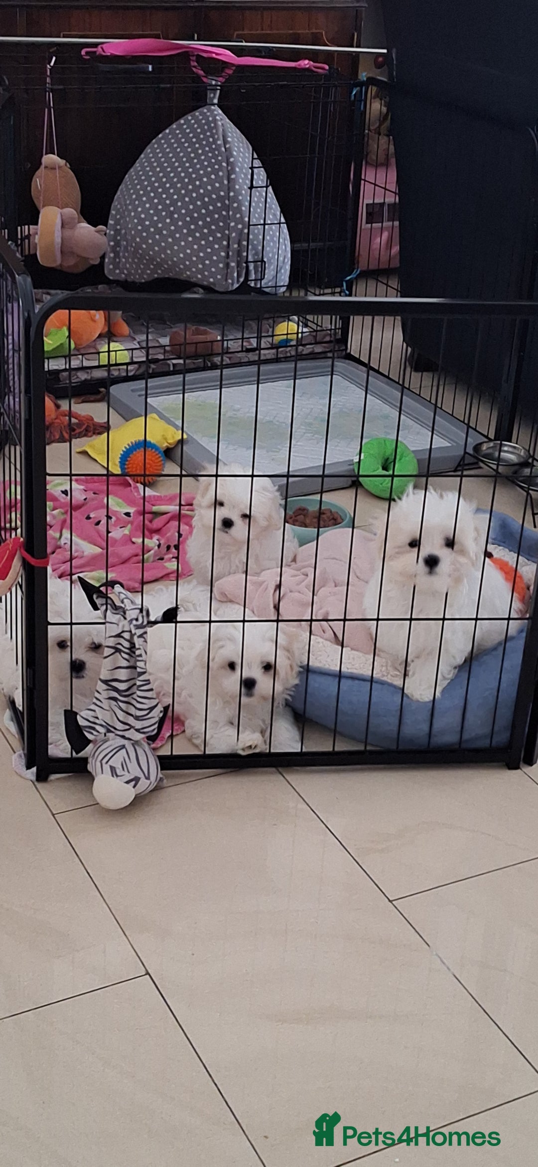 Maltese dogs for sale: Mini Maltese Puppys - Image 15