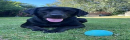Labrador Retriever dogs for stud: KC Registered Working Black Labrador Stud - Woody in Market Drayton - Advert 4