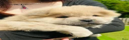 Chow Chow dogs for sale: 5 stunning puppies left !!!!  - Advert 15
