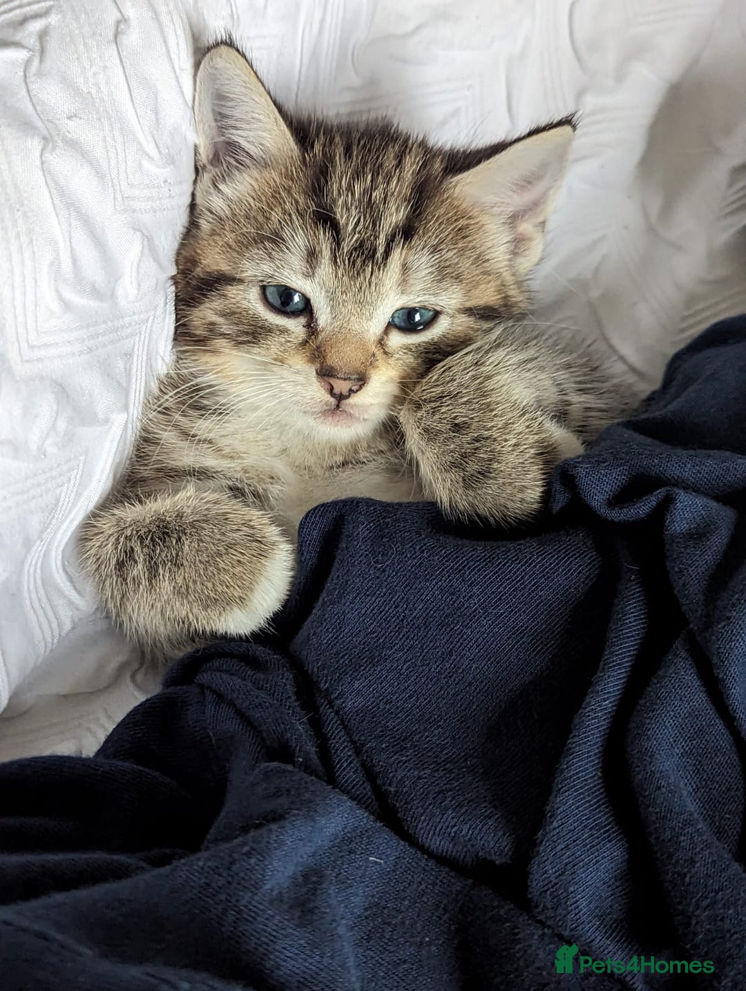 American Shorthair cats for sale: 2 x 8 week kittens available  - Image 5