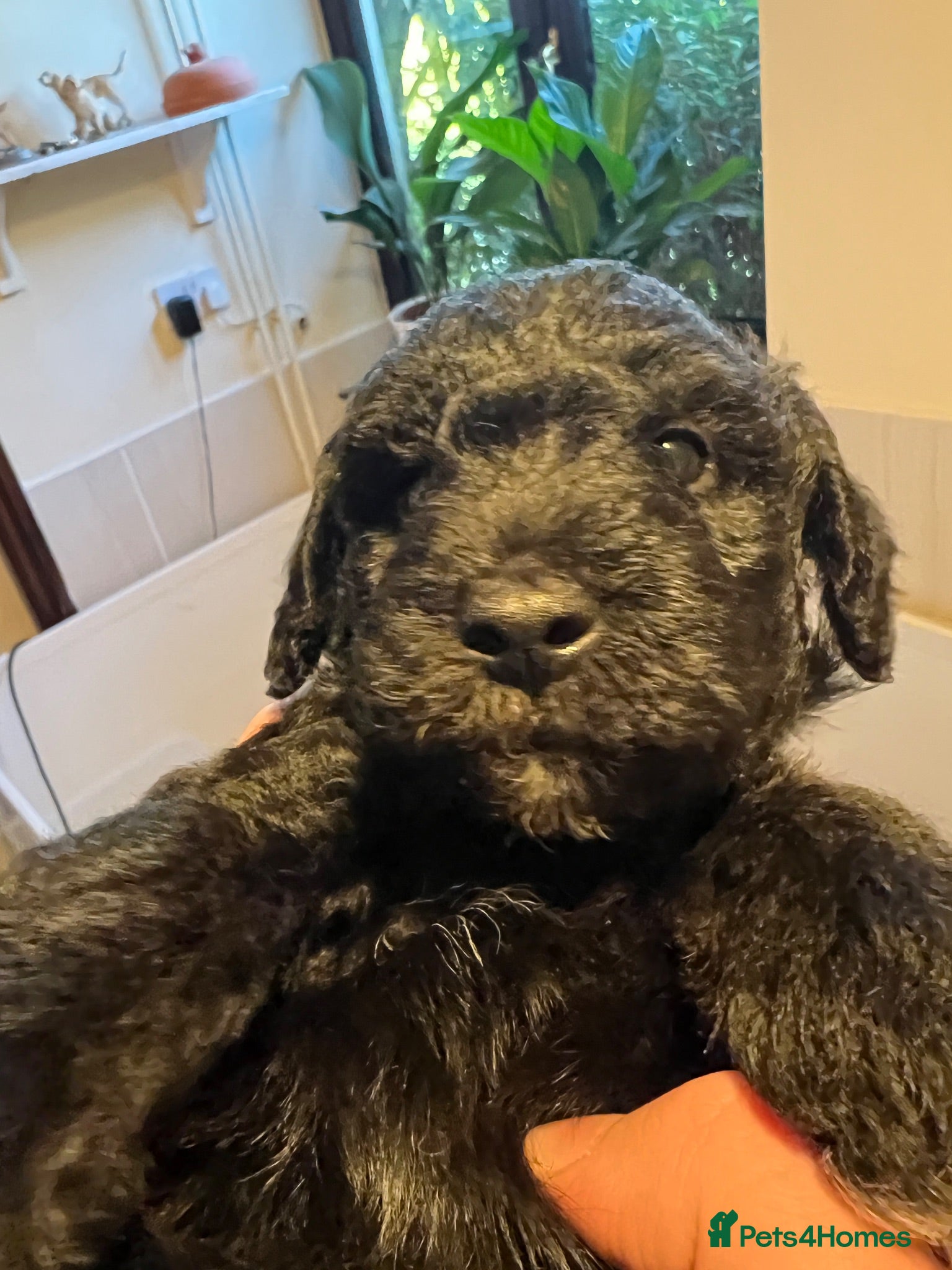 Mixed Breed dogs Airedoodles F1 airedale mum. Phantom poodle dad  - Advert 2