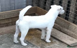 Jack Russell dogs for sale: Intellectual Jack Russell Terrier pups  - Image 7