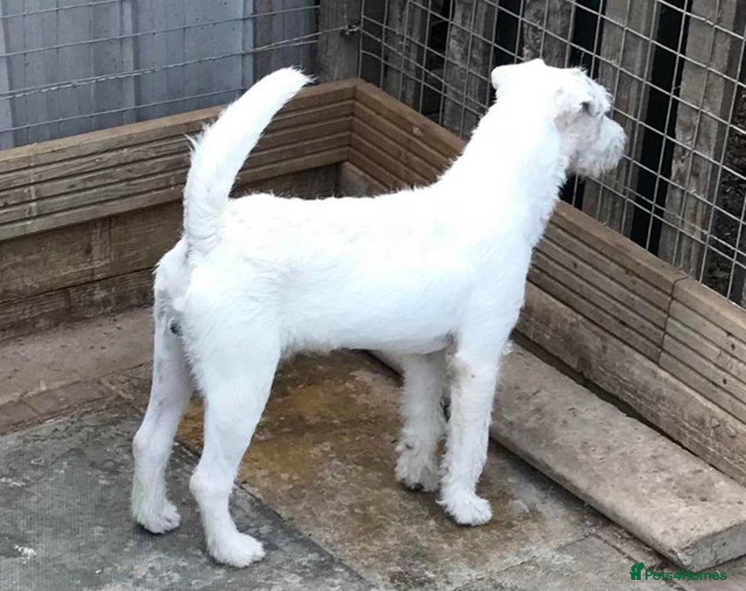 Jack Russell dogs for sale: Intellectual Jack Russell Terrier pups  - Image 7