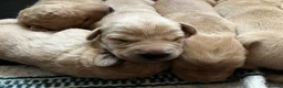 Labrador Retriever dogs for sale: Rich colour yellow Labrador puppies - Advert 3
