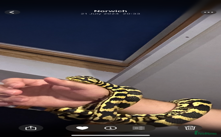 Python Snake reptiles - Advert 3