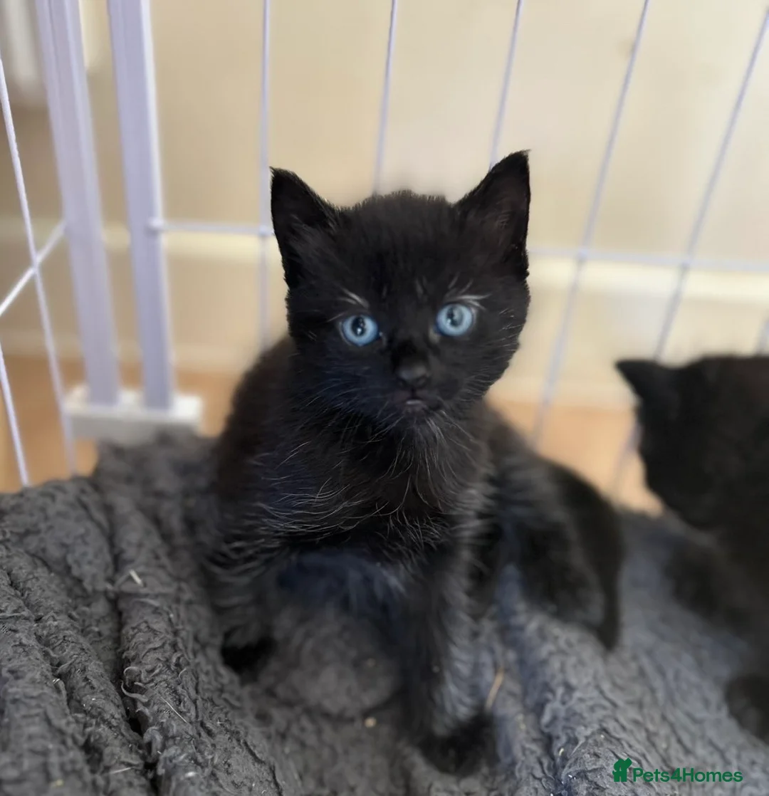 Bengal cats for sale: Bengal X Ragdoll [READY TO GO] - Advert 1