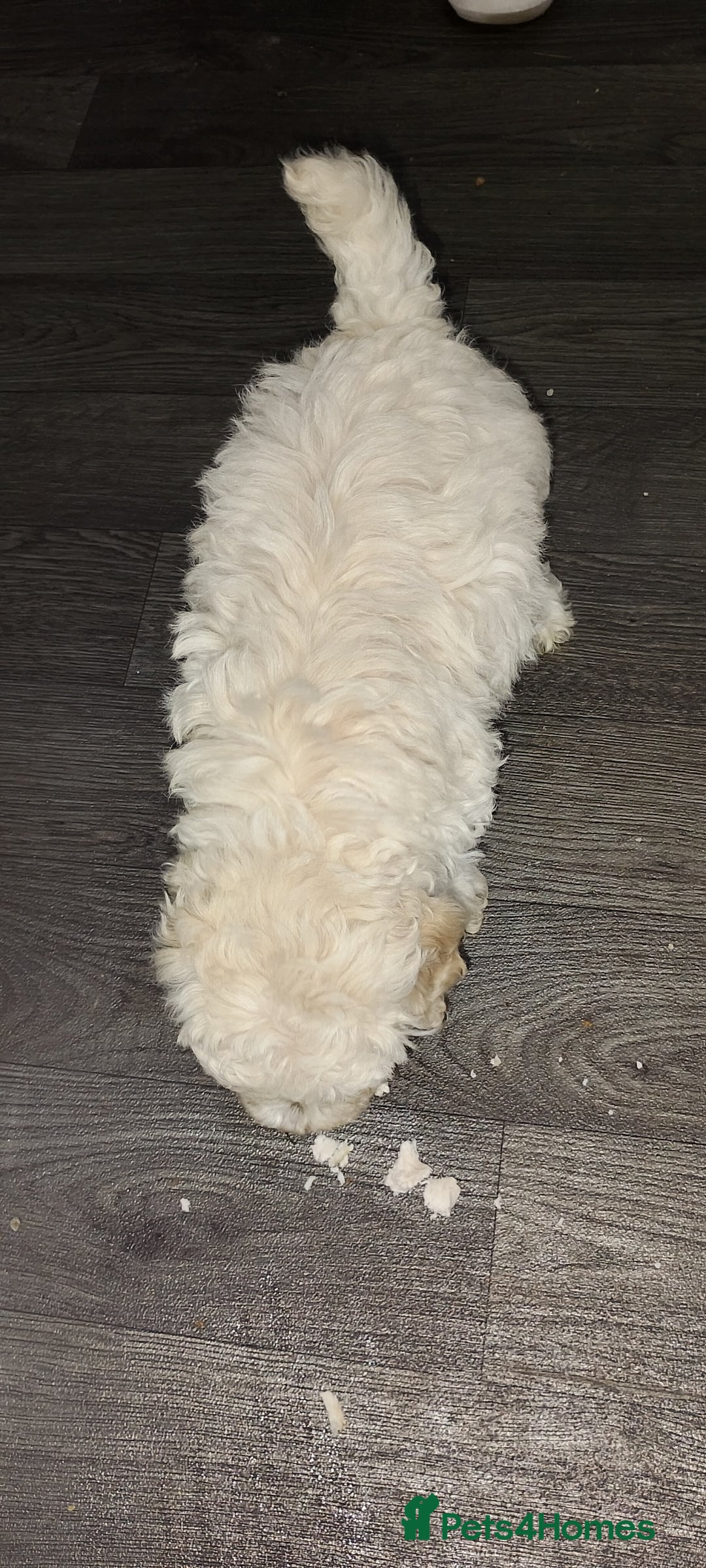 Poochon dogs for sale: Poochon  - Advert 15