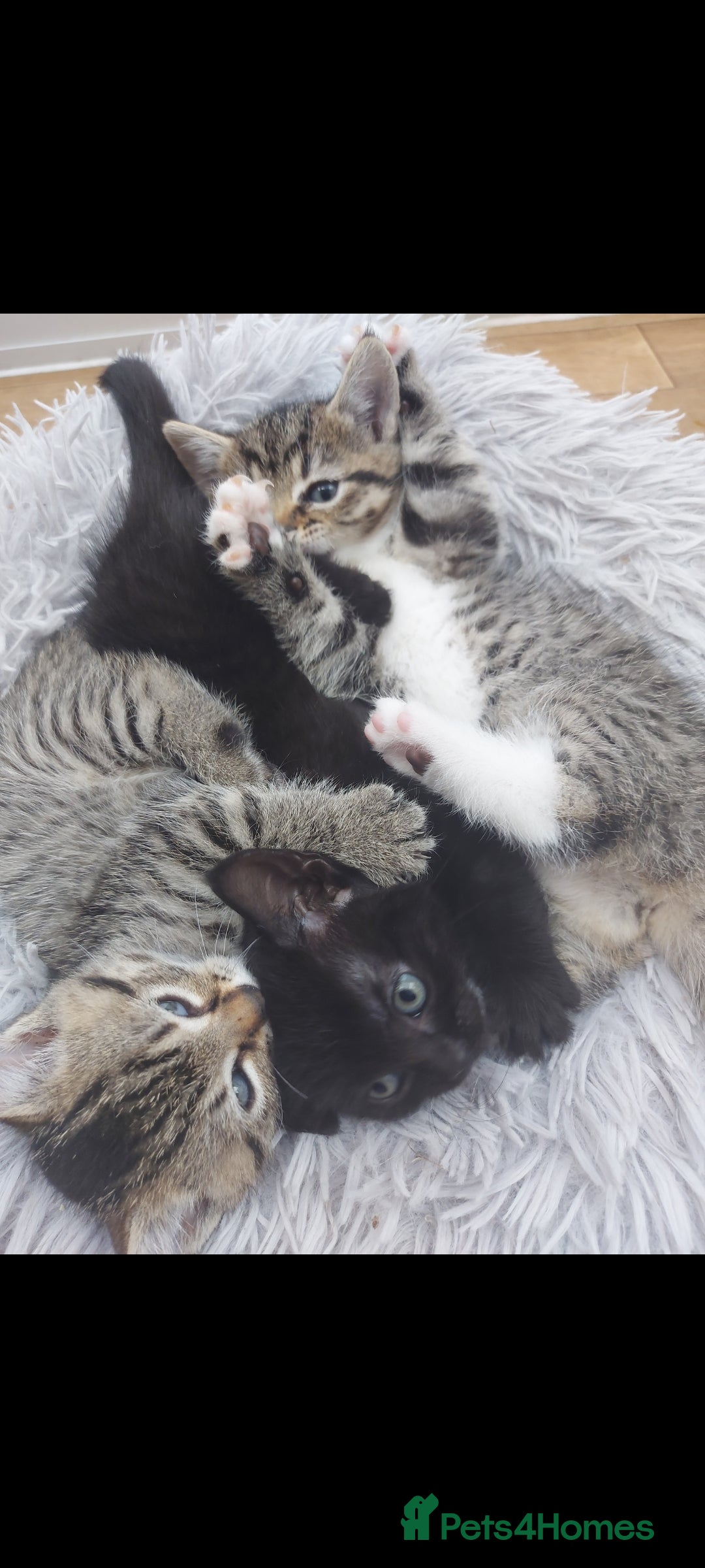 Mixed Breed cats for sale: Beautiful kittens 🥰 - Advert 4